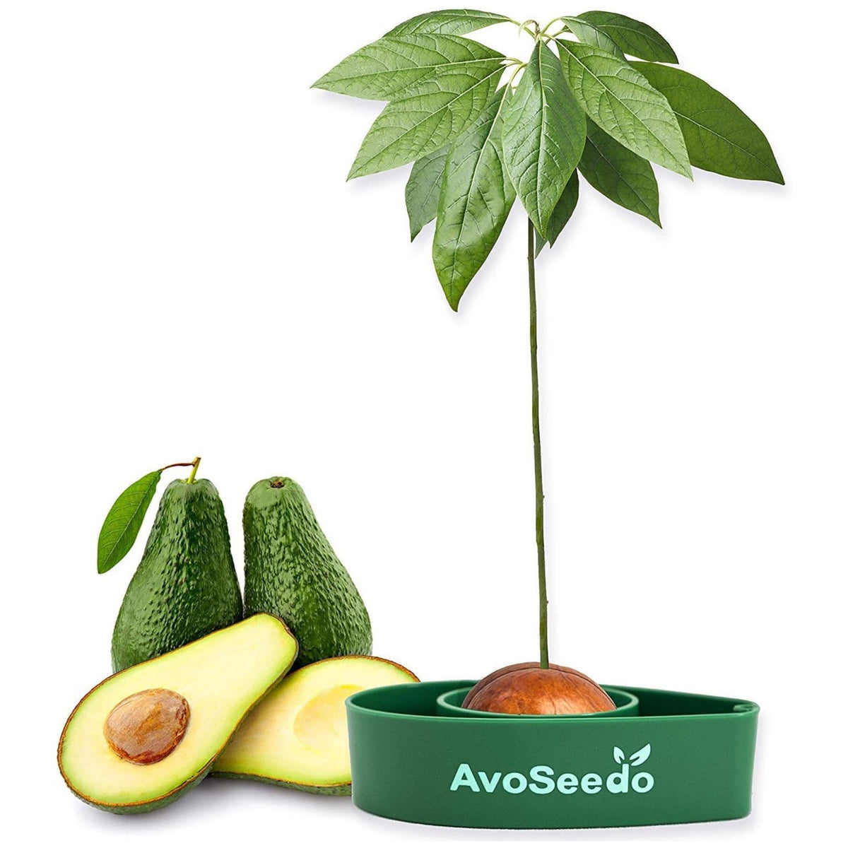GROW YOUR AVOCADO TREE GIFT KIT
